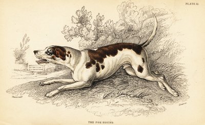 Cão raposo, Canis lupus familiaris de William Home Lizars
