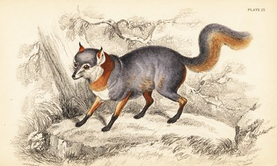 Raposa cinzenta, Urocyon cinereoargenteus de William Home Lizars