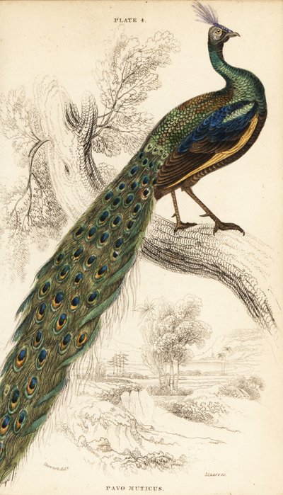 Peafowl verde, Pavo muticus de William Home Lizars