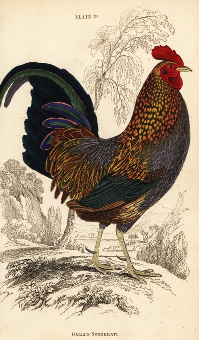 A galinha cinzenta da selva ou Sonnerat