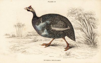 Ave-da-índia ajudada, Numida meleagris de William Home Lizars