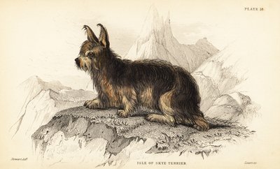 Isle of Skye terrier, Canis lupus familiaris (Canis terrarius) de William Home Lizars