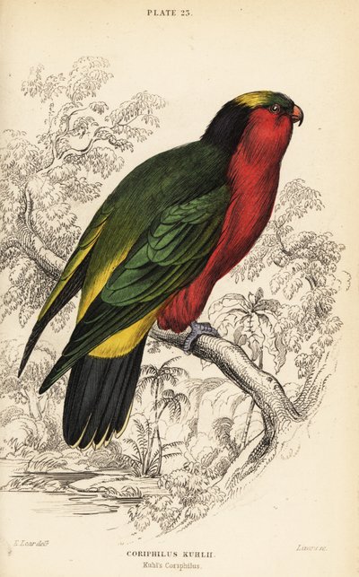 Lorikeets de Kuhl, Vini kuhlii de William Home Lizars