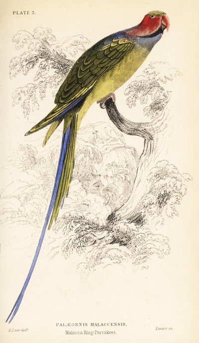 Periquito de cauda longa, Psittacula longicauda de William Home Lizars