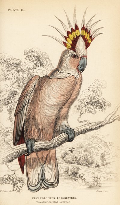 A catatua do Major Mitchell, Lophochroa leadbeateri de William Home Lizars