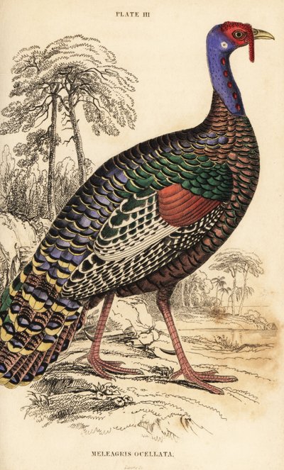 Peru ocelado, Meleagris ocellata de William Home Lizars