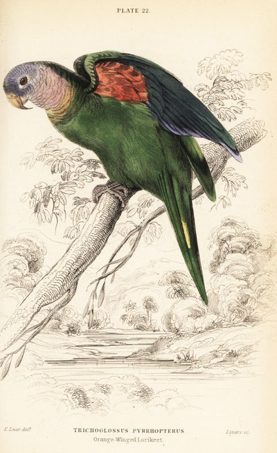 Amazona amazonica, Amazona amazonica de William Home Lizars