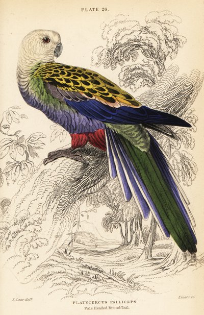 Rosela de cabeça pálida (palliceps), Platycercus adscitus palliceps de William Home Lizars