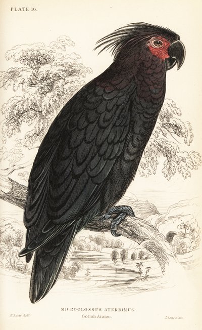Cacatua de palma, Probosciger aterrimus de William Home Lizars