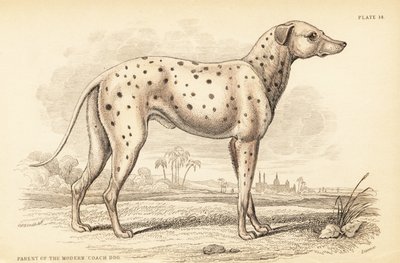 Pai do moderno cão treinador, Canis lupus familiaris de William Home Lizars