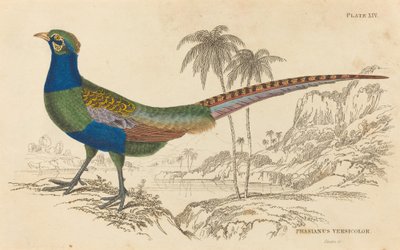 Phasianus Versicolor. de William Home Lizars