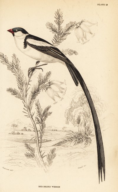 Whydah de cauda de alfinete, Vidua macroura (Red-billed whidah, Vidua erythrorhynchus) de William Home Lizars