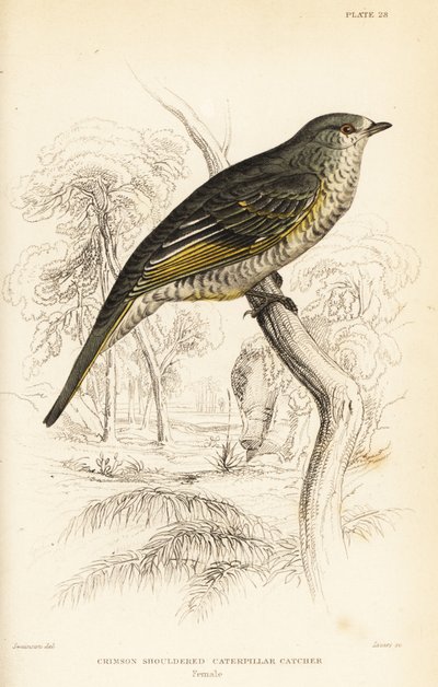 Cucoshrike de ombros vermelhos, fêmea, Campephaga phoenicea de William Home Lizars