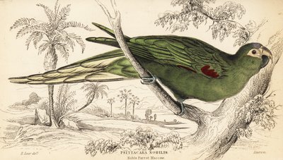 Arara de ombros vermelhos, Diopsittaca nobilis de William Home Lizars