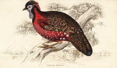 Satyr tragopan ou faisão carmesim, Tragopan satyra (Nepaul tragopan, Tragopan satyrus) de William Home Lizars