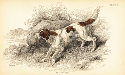 Setter, Canis lupus familiaris (índice de Canis) de William Home Lizars
