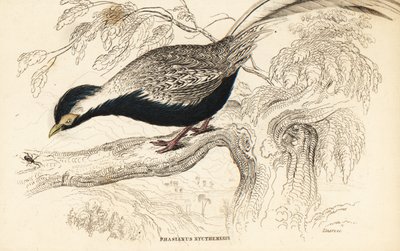 Faisão de prata, Lophura nycthemera (Phasianus nycthemerus) de William Home Lizars