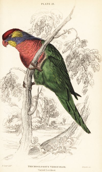 Lorikeets variados, Psitteuteles versicolor (Trichoglossus versicolor) de William Home Lizars