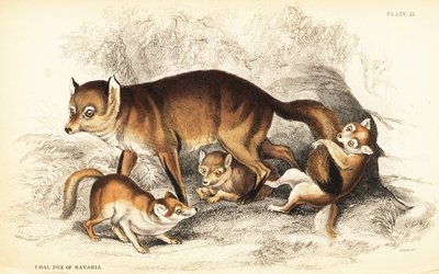Variedade de raposa vermelha, Vulpes vulpes, com crias (Raposa do carvão da Baviera, Vulpes alopex) de William Home Lizars