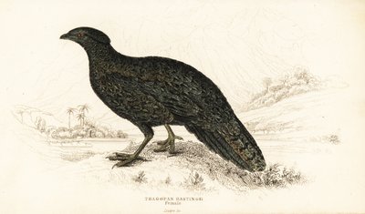 Tragopan ocidental ou Tragopan de chifres ocidentais, feminino, Tragopan melanocephalus de William Home Lizars