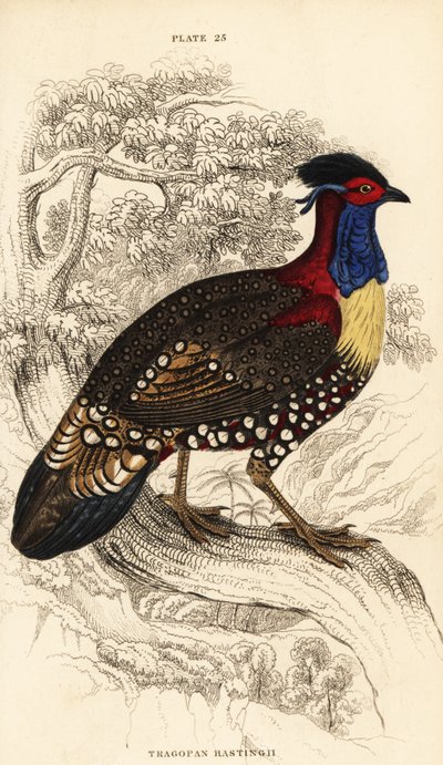 Tragopan ocidental ou tragopan de chifre ocidental, macho, Tragopan melanocephalus de William Home Lizars