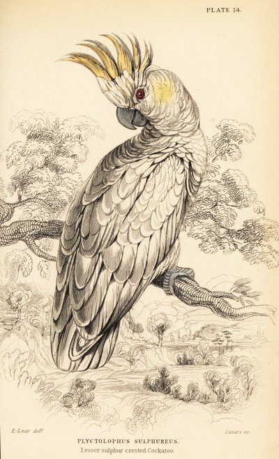 Cacatua sulfurosa de crista amarela, Cacatua de William Home Lizars