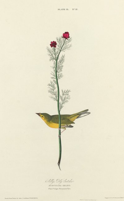 O Papa-moscas de Selby de William Home Lizars after John James Audubon