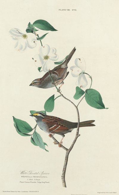 Pardal-de-garganta-branca de William Home Lizars after John James Audubon