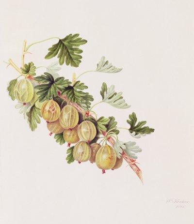 Groselha Verde, 1815 de William Hooker