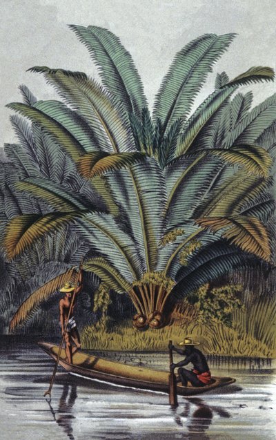 Palmeira de William Hooker