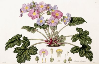 Margarida China, 1821-1826 de William Hooker