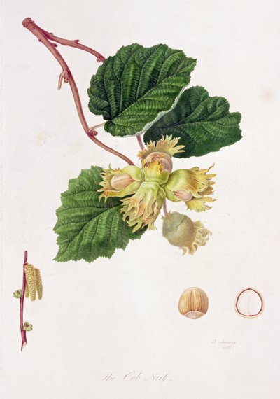 A noz de espiga, 1816 de William Hooker