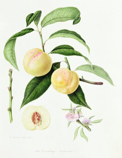 A Nectarina Conudray, 1820 de William Hooker