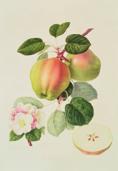 O Codlin holandês, 1820 de William Hooker
