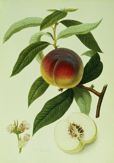 O Galande Peach (litografia a cores) de William Hooker