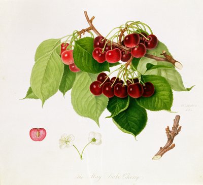 O duque de maio Cherry, 1815 de William Hooker
