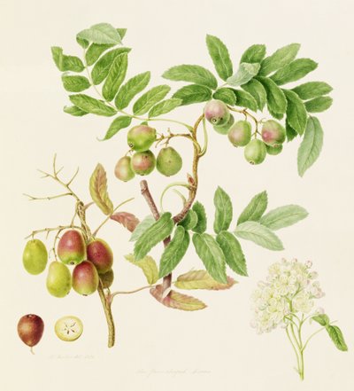 A maçã caranguejeira em forma de pêra, 1820 de William Hooker