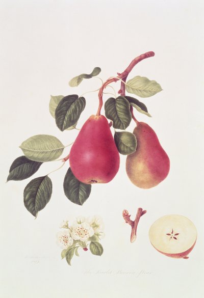 A pêra escarlate de Beurree, 1819 de William Hooker