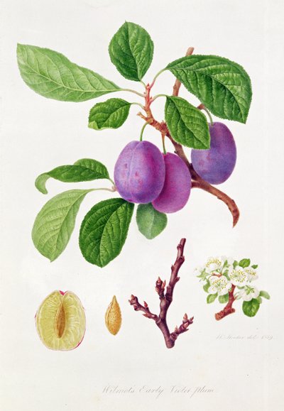 Ameixa Violeta Precoce de Wilmot de William Hooker