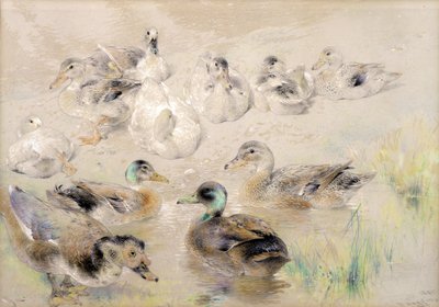 Estudo de Patos de William Huggins