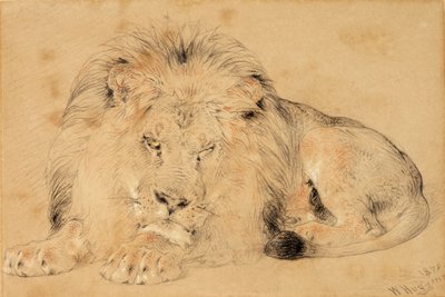 Estudo de um Leão, 1879 (giz no papel) de William Huggins