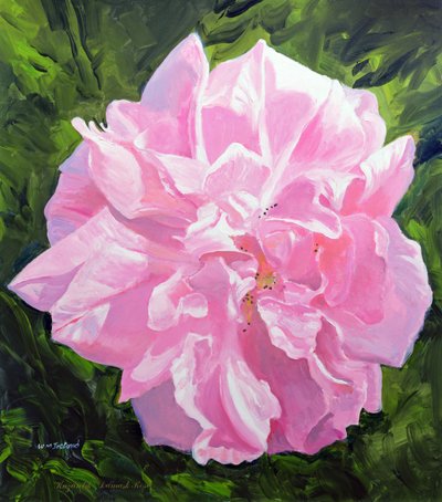 Rosa vitoriana de William Ireland