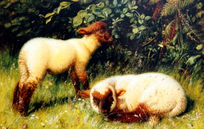Ovelha, c.1860 (óleo a bordo) de William J. Webbe or Webb