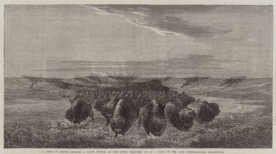 Um rebanho de bisontes atravessando um fundo do rio no Upper Missouri, no final da Exposição Internacional de William Jacob, Sr. Hays