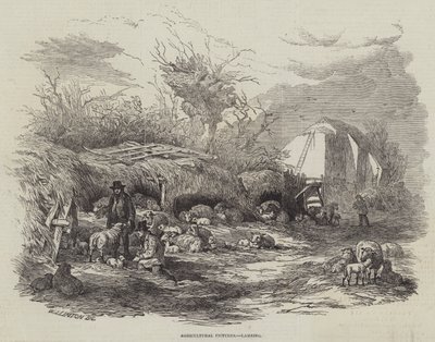 Fotos Agrícolas, Lambing de William James Linton