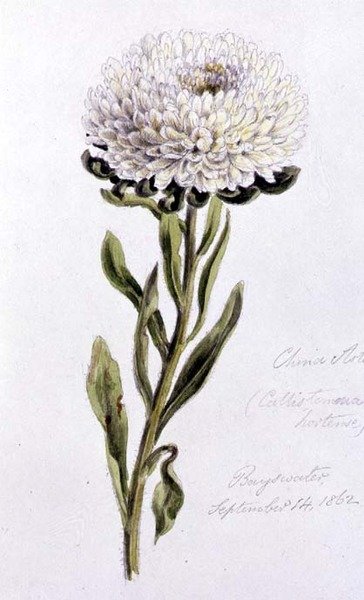China Aster, pintado na Bayswater de William James Linton