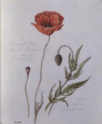 Papoila vermelha comum, pintada em Seaford, Sussex, 25 de Junho de 1860 (aguarela sobre papel) de William James Linton