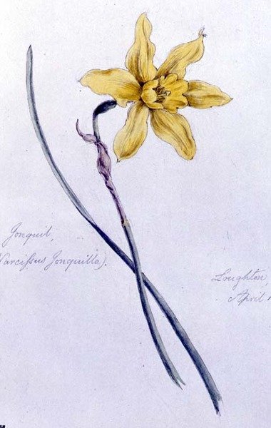 Jonquil, pintado em Loughton de William James Linton