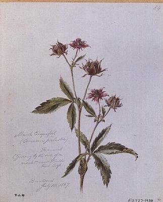 Marsh Cinquefoil, pintado em Brentwood de William James Linton