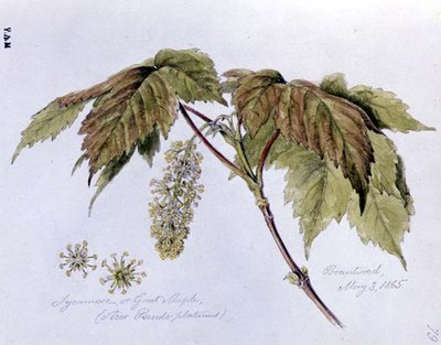 Sycamore, ou Great Maple, pintado em Brantwood, 3 de Maio de 1865 (aguarela sobre papel) de William James Linton